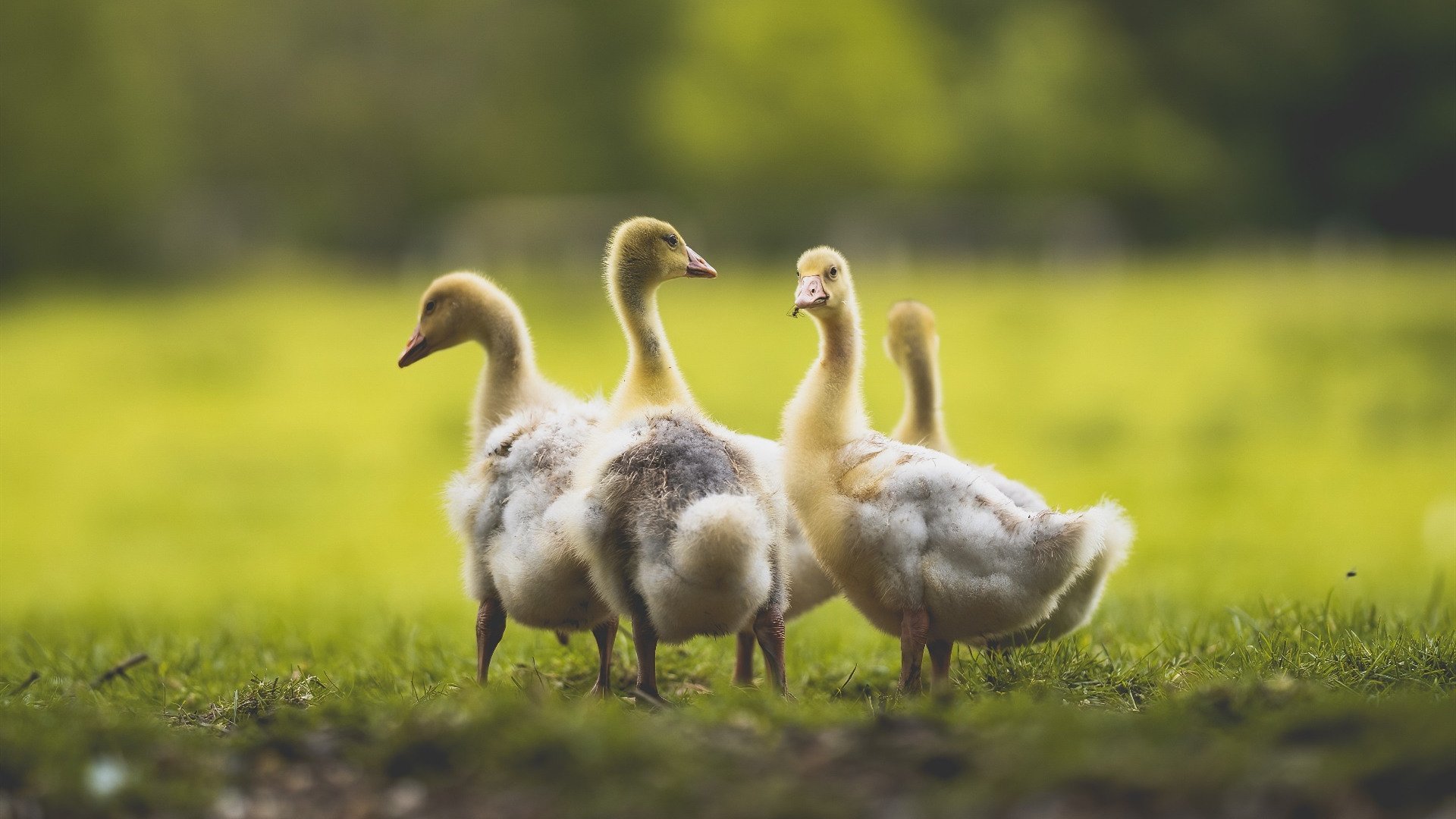 双线绝杀，从温布利的怒吼到球台的尖啸