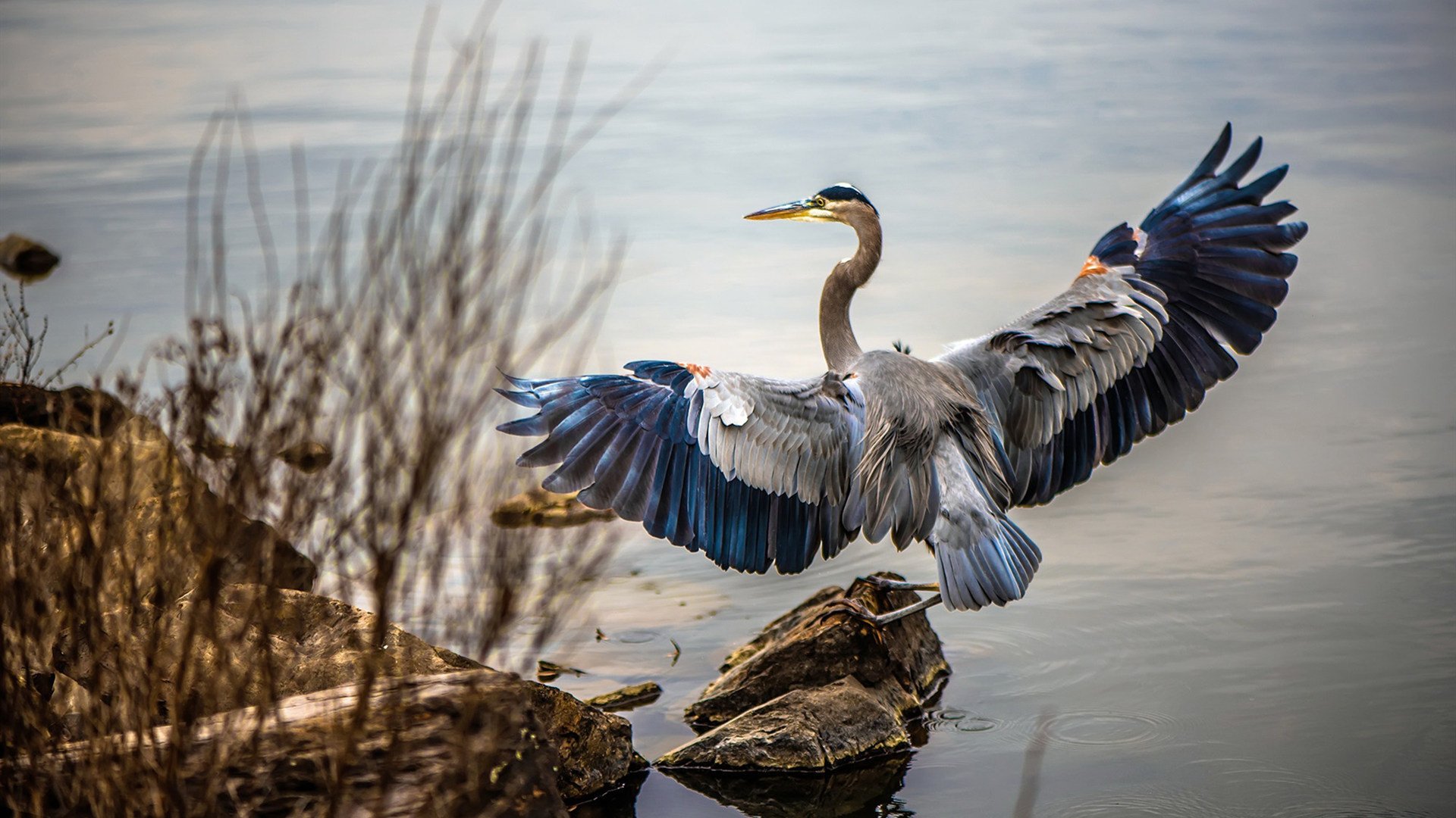 王哲林暴砍38分浇灭反扑火焰！湖人完胜浙江背后站着浙江苦主