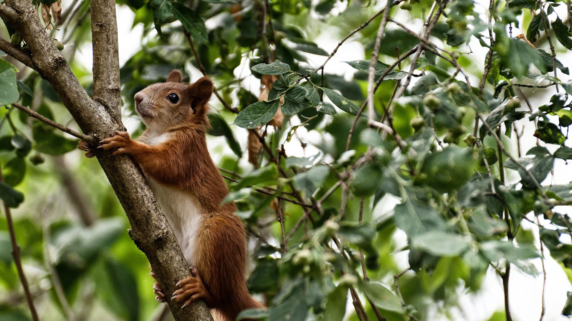 韩国队完胜马来西亚队,黄鸭组合铸就全队胜利之魂