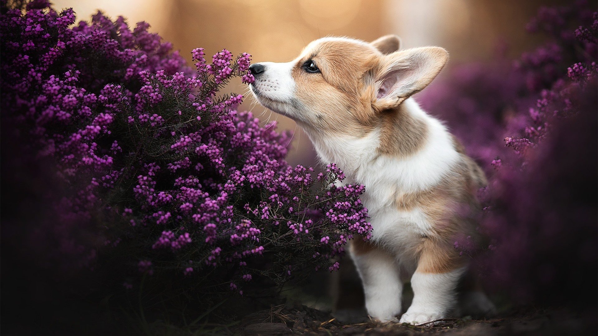 冰与火之歌，周冠宇关键超车助法拉利轻取迈凯伦