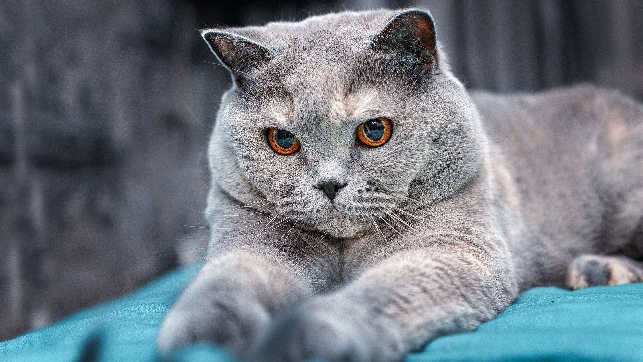 莫兰特在别处闪耀，而圣城今夜属于穆雷