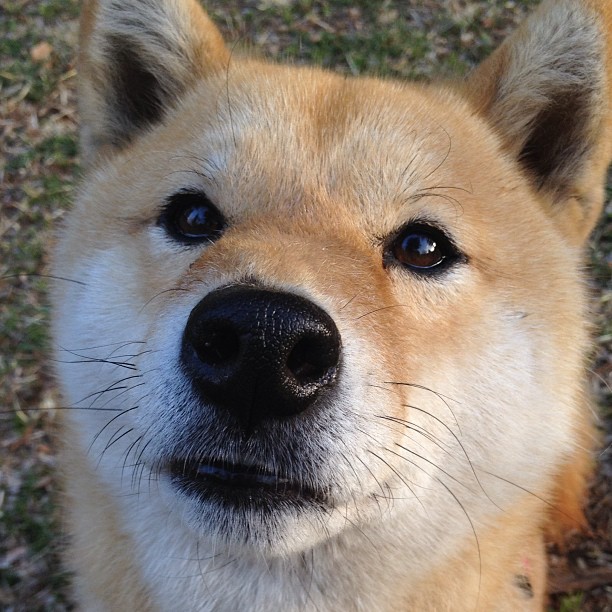 传奇之夜，马克西如何在年度焦点之战写下不朽瞬间