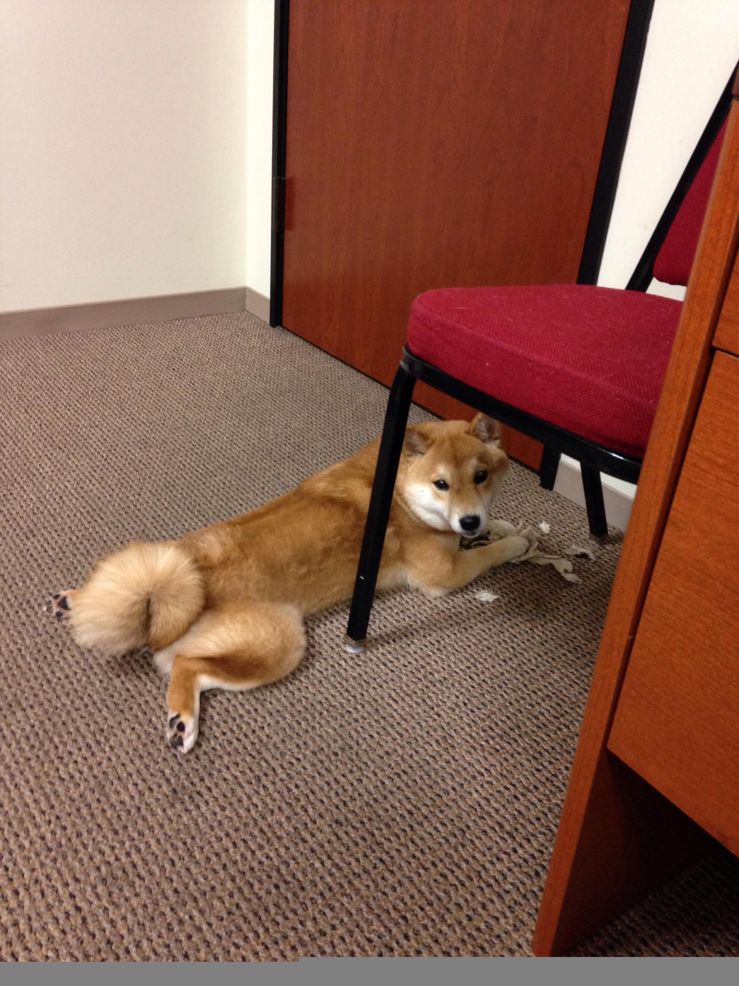 绝境复苏!班凯罗末节17分完成救赎 深圳拼下窒息式胜利