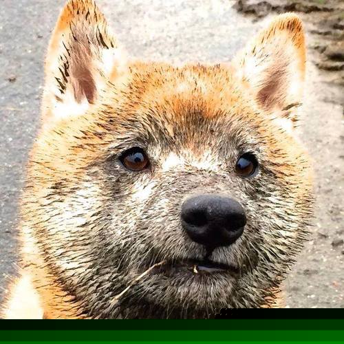 当纽约新王对阵沉默巨人，西亚卡姆的火焰与马刺的冰冷秩序