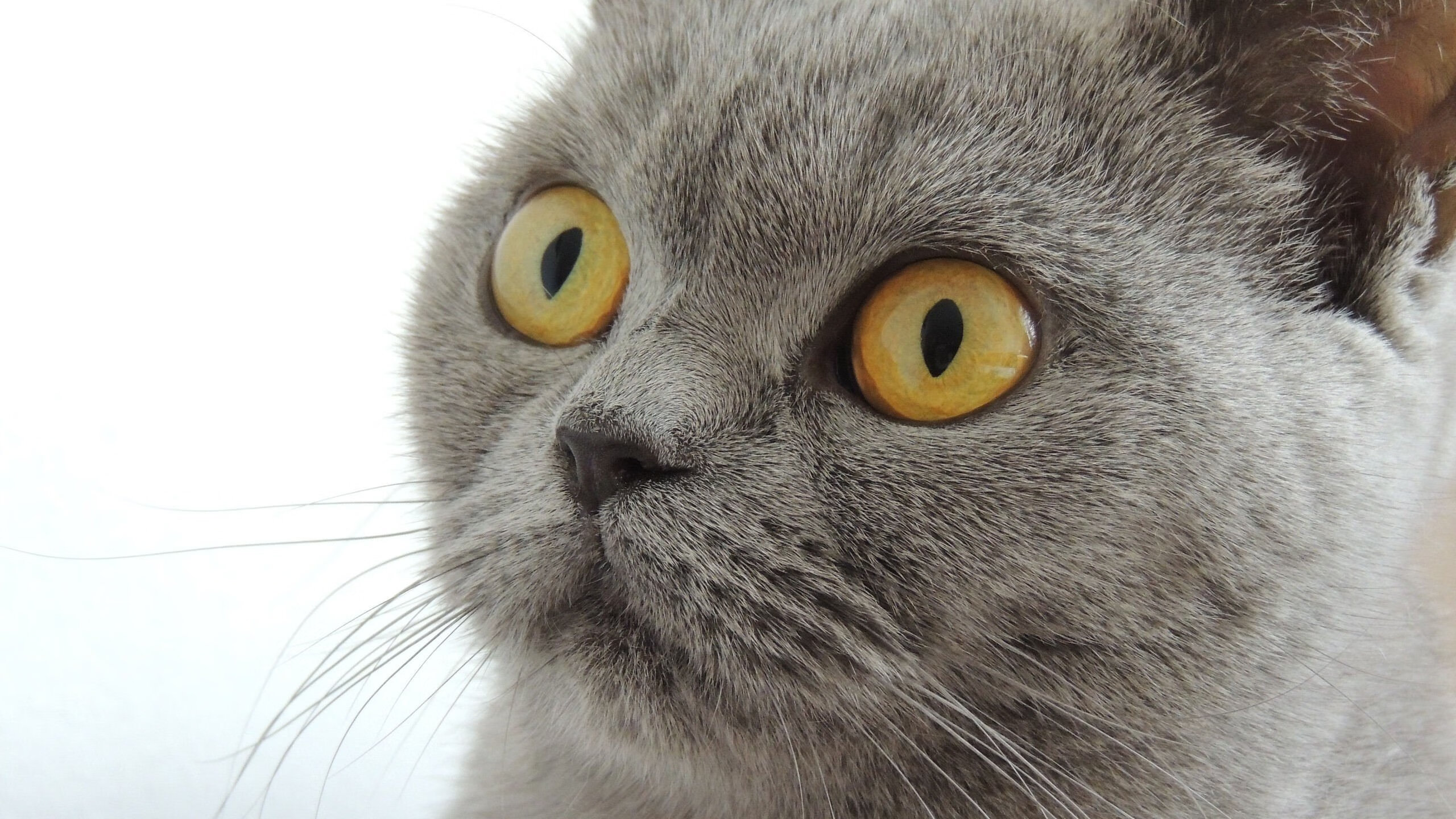 苏亚雷斯爆发助韩国联队逆袭,塞维利亚友谊赛失利引热议