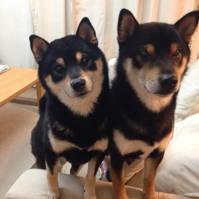 挪威节奏征服赛道，阿拉巴在F1里昂揭幕战实现跨界接管