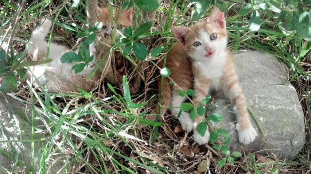 绿茵变形记，当奥斯梅恩完美映照沙韩之争