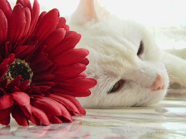 赛道急转，当尼克斯在芝加哥上演超车封锁