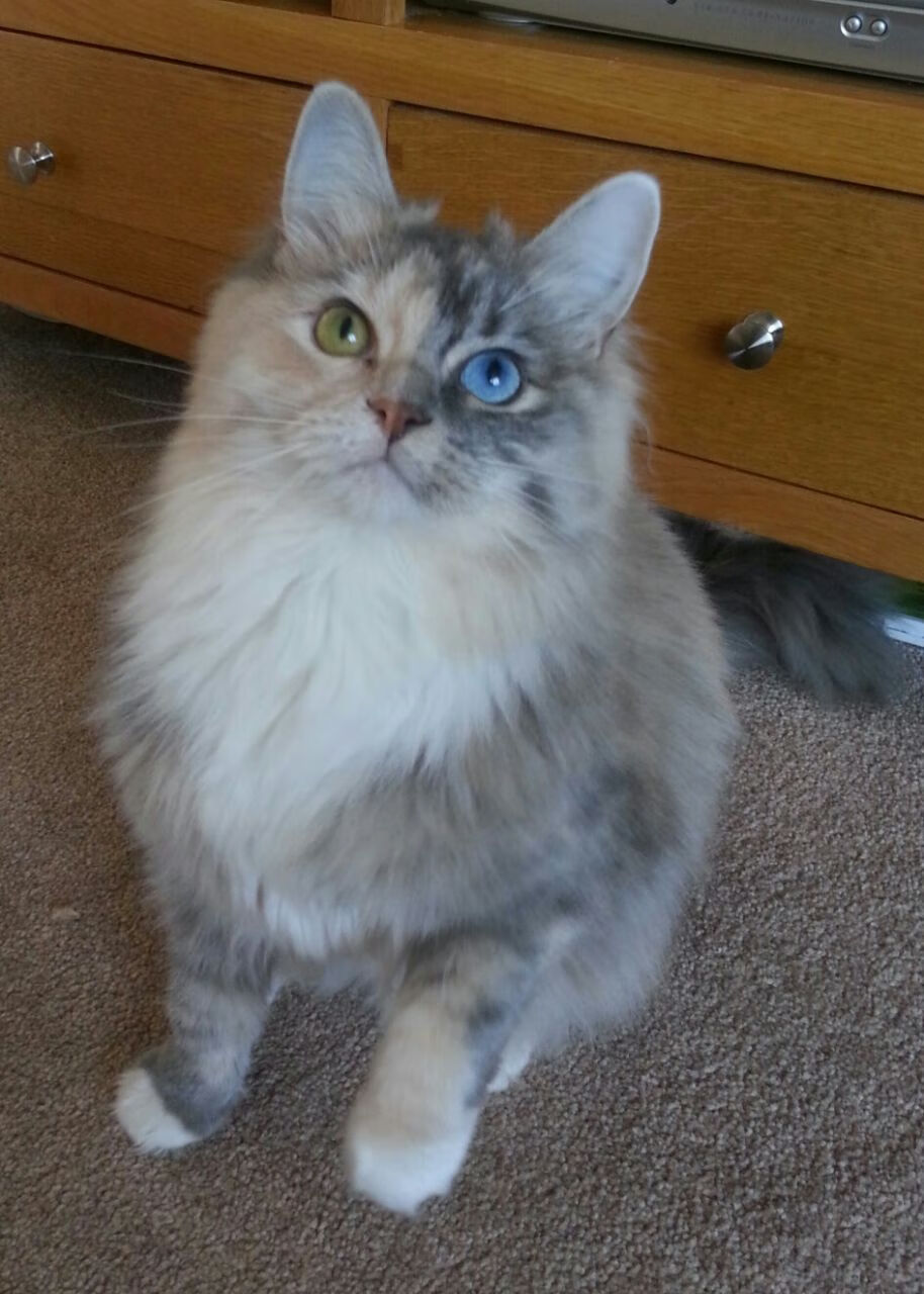 双城记，凯恩破晓与佛罗伦萨的闪电战