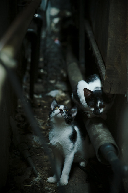 当伊蒂哈德奇迹遇上雷霆天降，辽宁队如何上演东方逆转传奇？