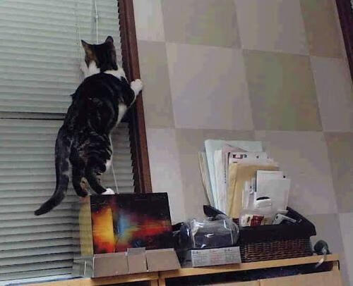 天山飞鹰，英格拉姆在盐湖城的风暴中写下巨星宣言