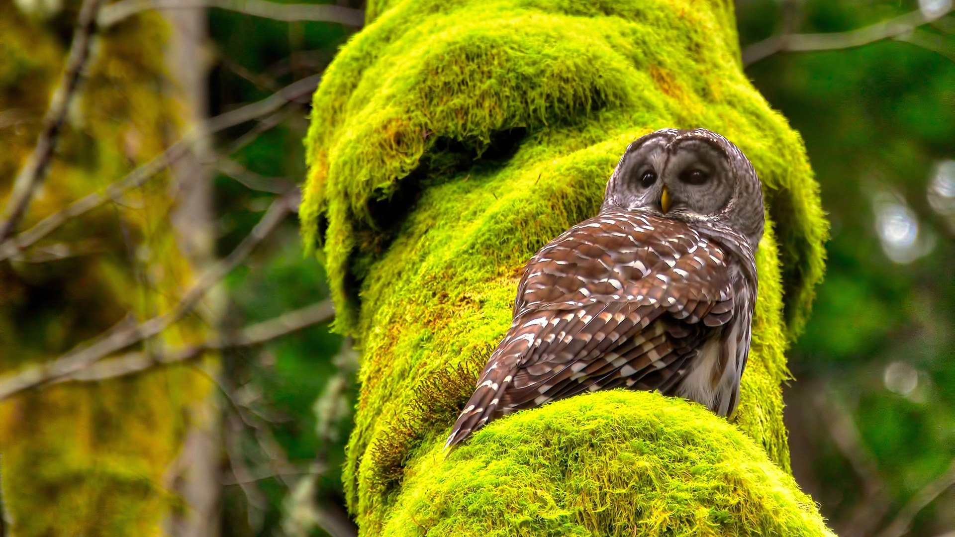 风暴眼中的航图,加纳桅杆在诺坎普崩塌,佩德里星图重绘世界排名争夺战