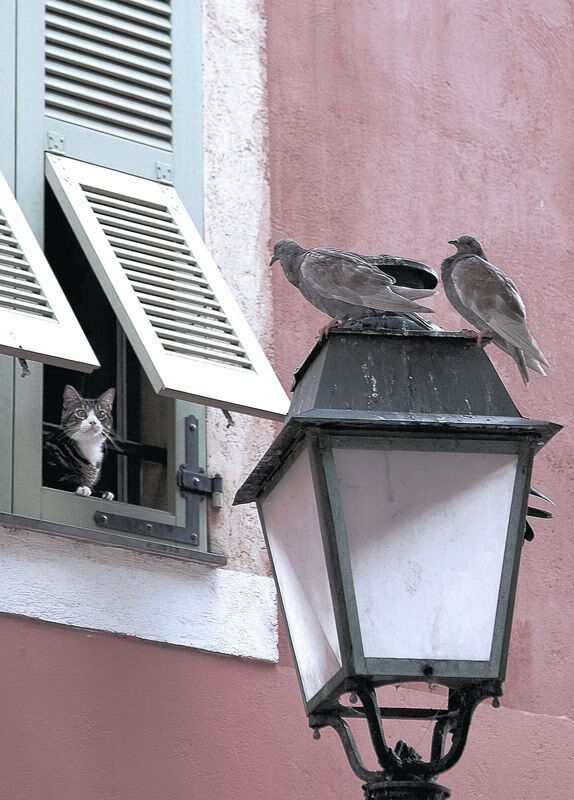 蛰痛逆转夜,布克华彩独舞,黄蜂决胜局带走独行侠