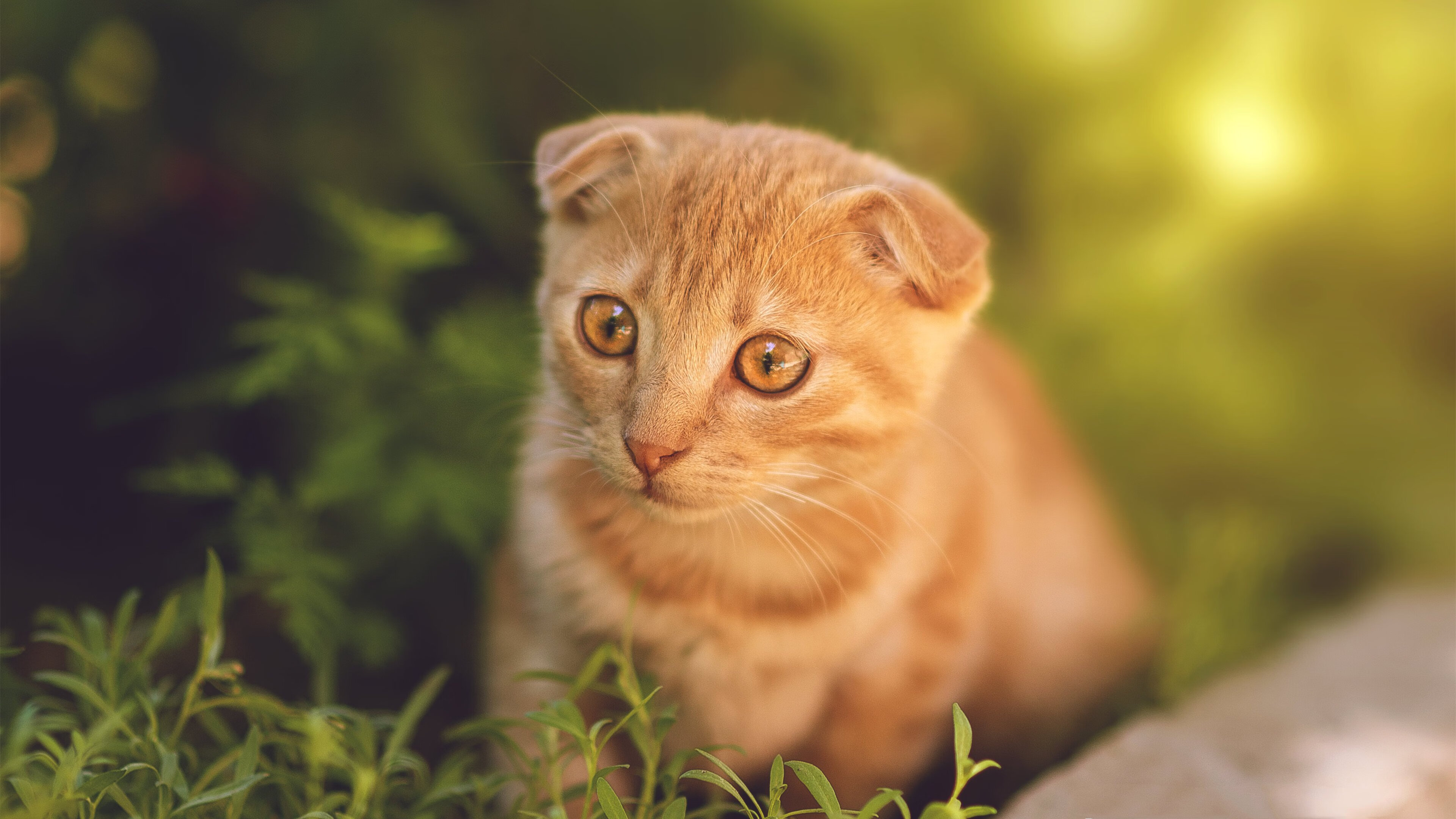 冠军基因觉醒！小贾伦逆境暴走，末节雄鹿撕碎开拓者