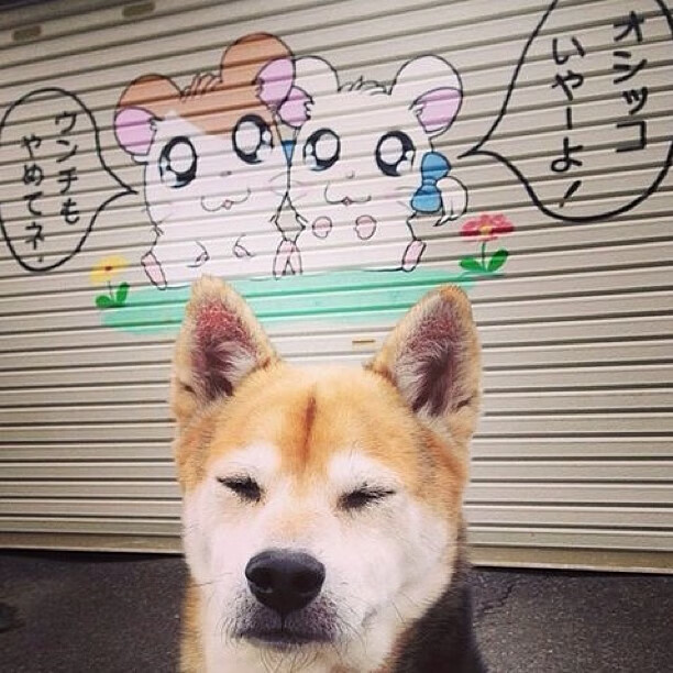 安纳托利亚风暴，当战术手术刀法比尼奥肢解澳洲防线